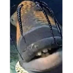 Yo wassup bruh