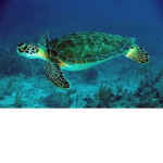 Baby Turtle Squad!