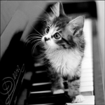 Kitten In The Piano