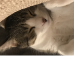 I LOVE CATSSS