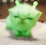 Alien gang ._.