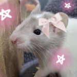 Rattinhos