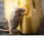Ratty cheesey