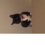 Gracie Kitten!