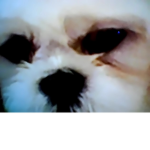 BitterSWEETcookie
