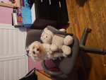 The dog club1290