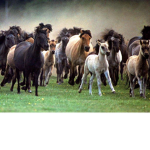 HORSE ARE WHAT MATTER