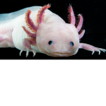 The axolotl military