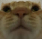 ~E-RAWR~