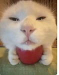 Apple cute cat