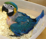 blue feathers