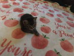 Cutie kitty love
