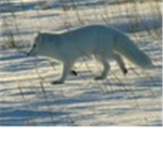 artic tactical military