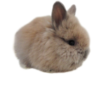 Bunny GROUP bunnys CUTE