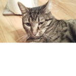 Clan Joe DA Cat
