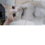 I love purprs