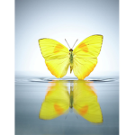 TheBeautyButterflies