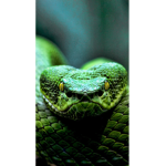 Southside serpentss