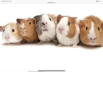 The piggy company
