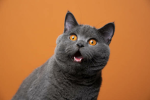 HunterCatz Army