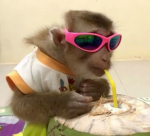 MONKEY CLUBBB !!
