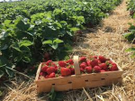 Janus and Rain’s Strawberry Patch