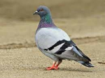 Pigeonjo