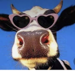 Vintage....cows