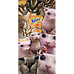 The enraged floppa’s