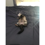 Ferret_11to12