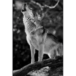 Wolf less group