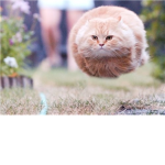 Floating cats