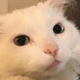 Cat Game