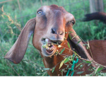 Goatsz