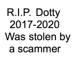 An Ode To Dotty