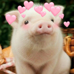 The Piggy's