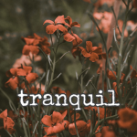 -tranquil-