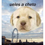 ᴡɪᴛʜᴇʀ ᴀᴄᴀᴅᴇᴍʏ