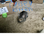 Raise a kitten