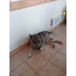 Molly just a dog