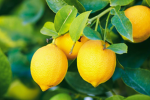 A Lemon Society