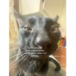 •catsarecoolest!•