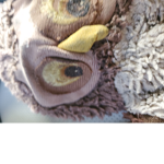 Owls are my favorite animal