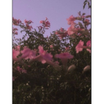 florqal<3