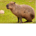 The cabybara crew C4L