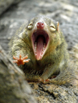 Singing Shrew Crew