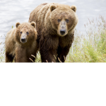 BrownBearGroup