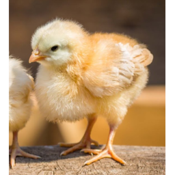 The Chicken Building