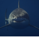 Pancake_sharkz