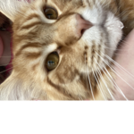 Cat girls Where are you guys!